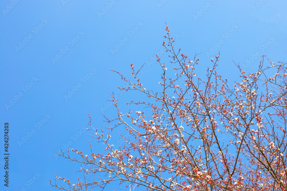 Blooming branches of fruit trees against the blue sky on a spring day. Atmospheric mood, garden aromas. Blooming branches of fruit trees against the blue sky on a spring day. Atmospheric mood, garden aromas.