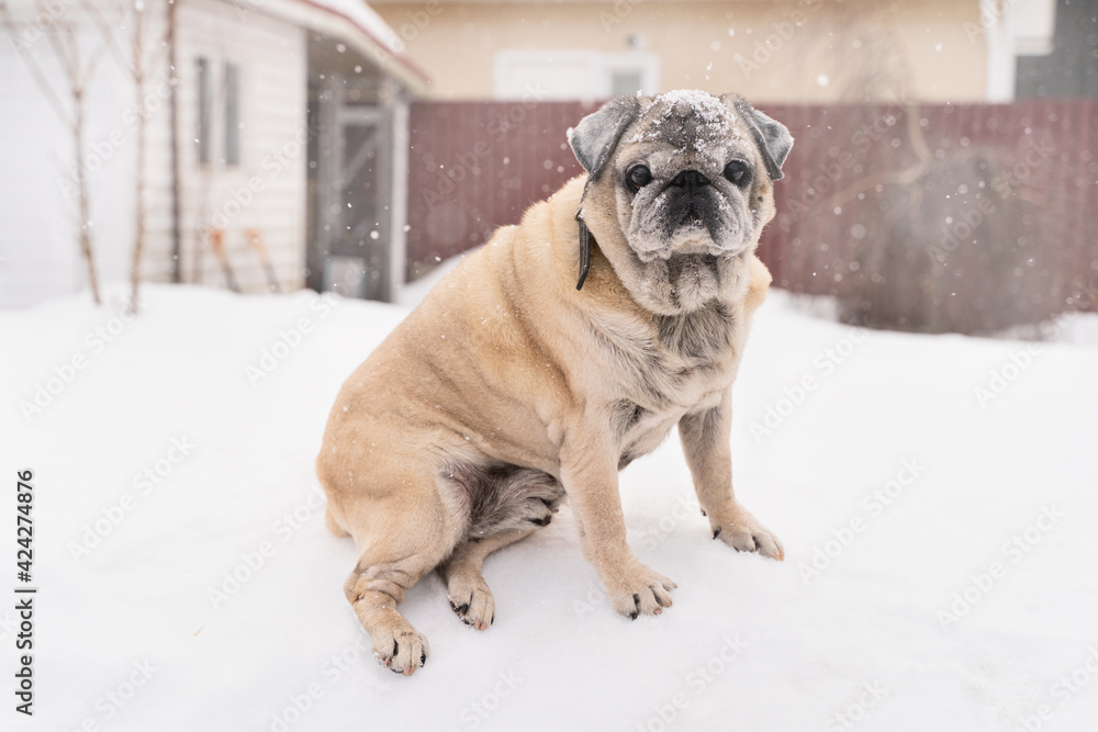 pug dog close up sitting in a snowdrift in a snowfall in the afternoon