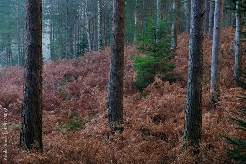 Small green fir sapling standing within large mature fir trees in fog.