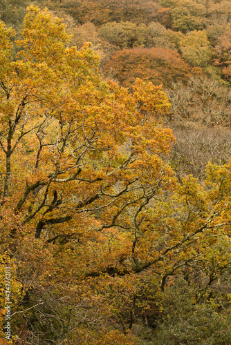 Autumn trees in full colour in Dartmoor National Park