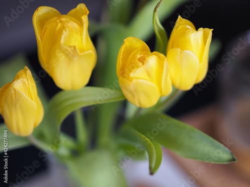 Yellow tullips