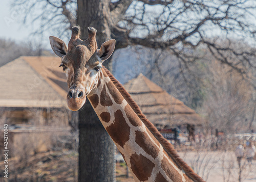 Photography giraffe in the zoo