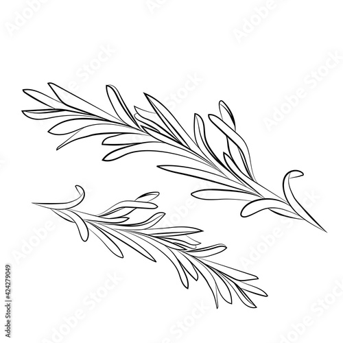 rosemary hand drawing icon isolated on white background. Vector