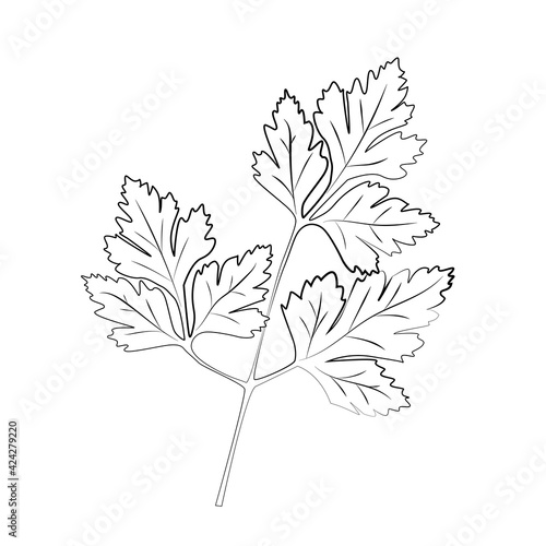 parsley hand drawing icon isolated on white background. Vector