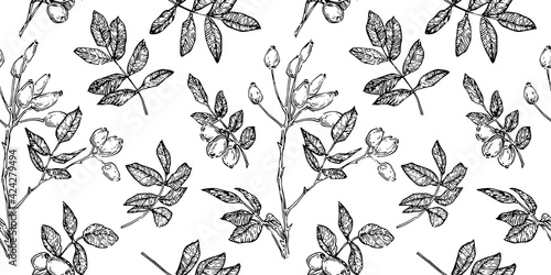 Rose hip branches with berries seamless pattern. Sketch vintage endless backdrop. Black outline botanical illustration on white background