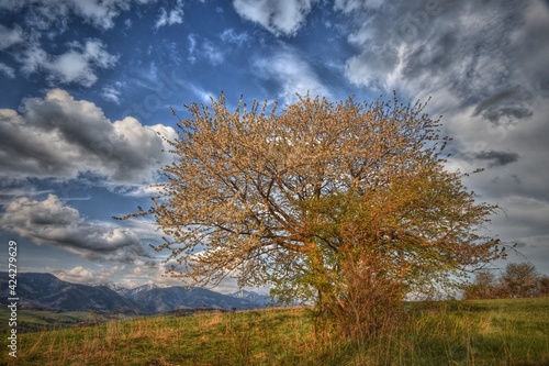Rural landscape - cherry tree with with dramatic sky.