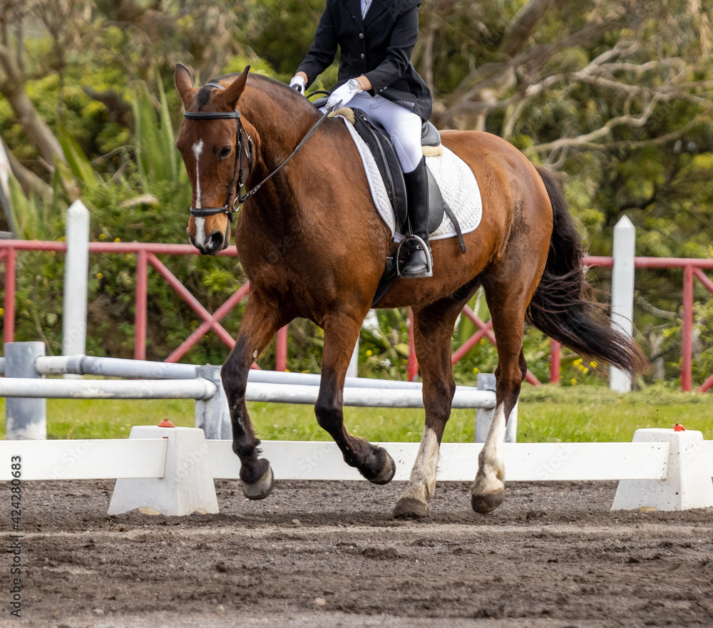 Obraz premium Dressage competition riders and horses, outdoors show.