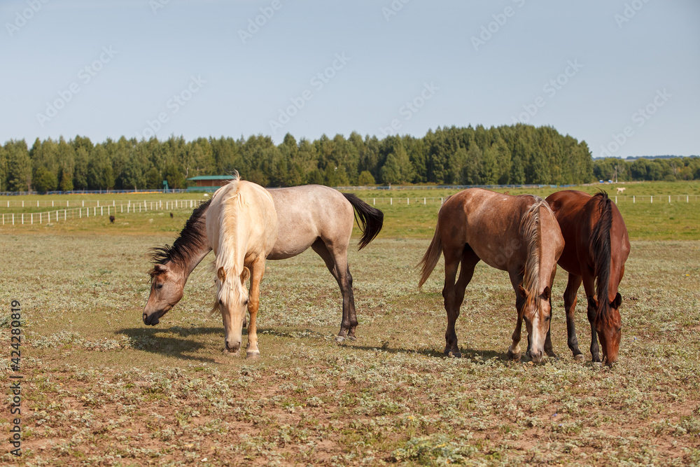 Horses grazing in the pasture at a horse farm