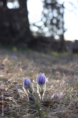 Beautiful violet pasque flowers in early spring in the sunlight at the meadow in Brno, Czech republic