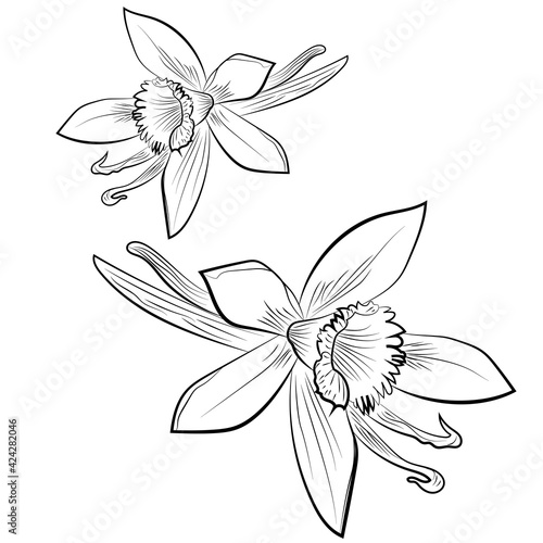 vanilla flower hand drawing icon isolated on white background. Vector