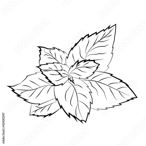 mint hand drawing icon isolated on white background. Vector