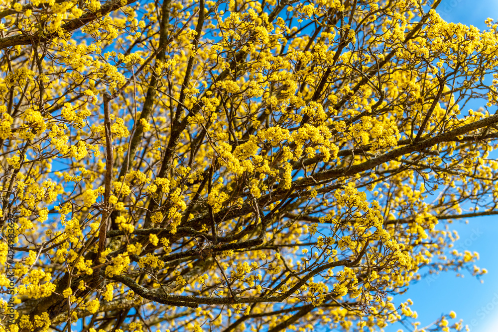 Blooming yellow bush against the blue sky Blooming yellow bush against the blue sky