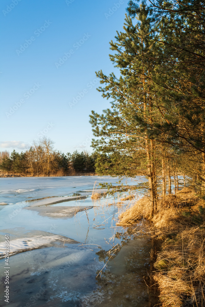 The coastline of a forest lake with dry grass and pine trees without snow. The last ice floes are floating in the lake. The lake is covered with ice melting in the sun The coastline of a forest lake with dry grass and pine trees without snow. The last ice floes are floating in the lake. The lake is covered with ice melting in the sun