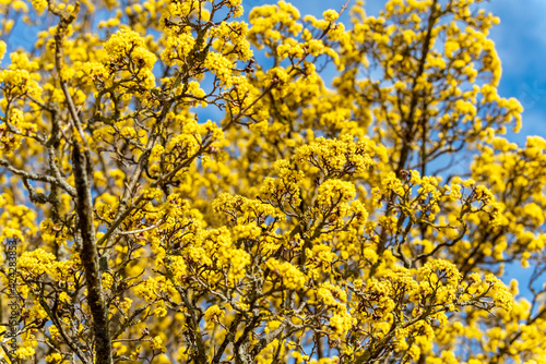 Blooming yellow bush against the blue sky 
