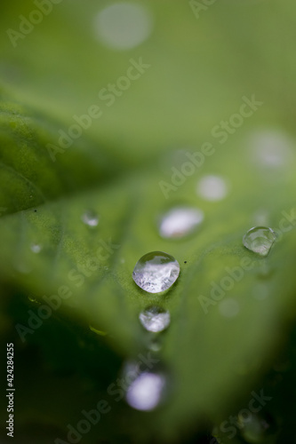 Water drop let on leaf. Spring frost on a green leaf. Beautiful green foliage. A nature template for a green card.