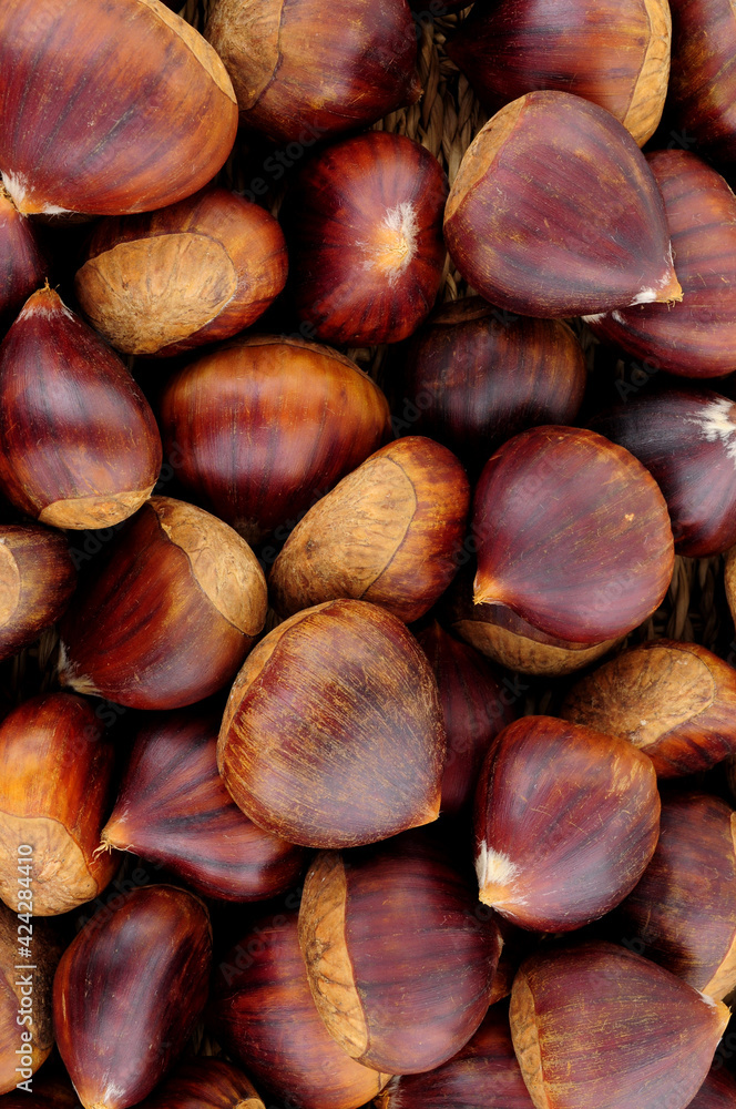 Fresh ripe uncooked Spanish chestnuts in shells background Fresh ripe uncooked Spanish chestnuts in shells background