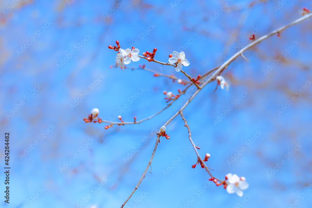 Blooming sakura twigs on a tree against a blue sky on a sunny spring day. Beautiful natural background, selective focus