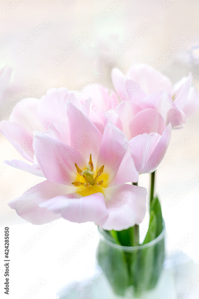 Tender pink tulip bouquet in a transparent vase Tender pink tulip bouquet in a transparent vase