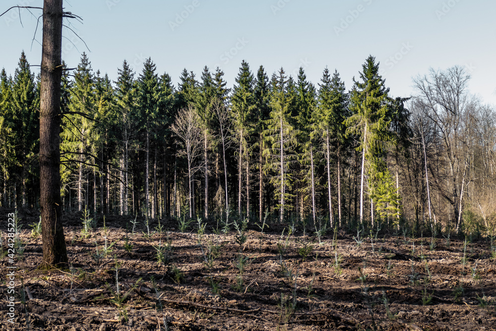 Wiederaufforstung mit Jungbäumen im Nadelwald Wiederaufforstung mit Jungbäumen im Nadelwald