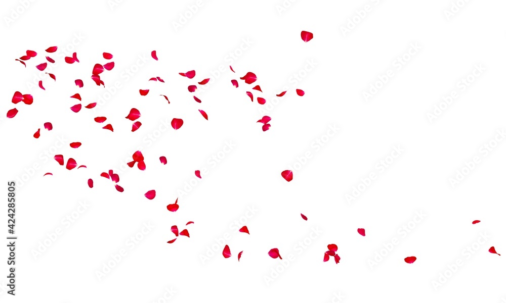 Rose petals fly along. Isolated white background. Festive flower preparation