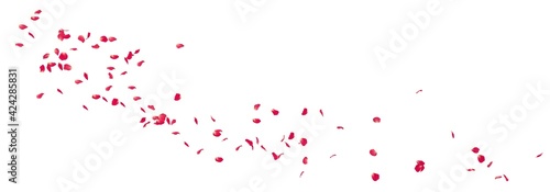 Rose petals fly along. Isolated white background. Festive flower preparation