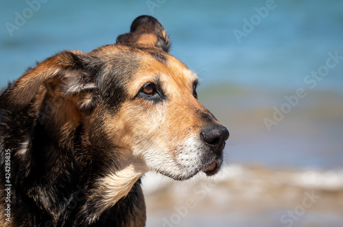 Retired New Zealand Huntaway sheepdog at a beach 