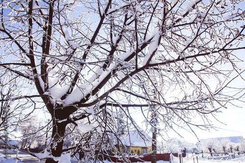 Tree covered in snow during winter