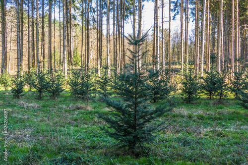 Wiederaufforstung mit Jungb  umen im Nadelwald