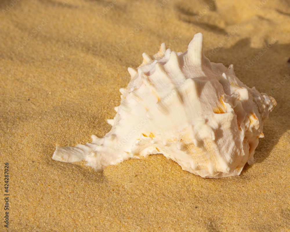 Big white beautiful seashell on the sand on a sunny day Big white beautiful seashell on the sand on a sunny day