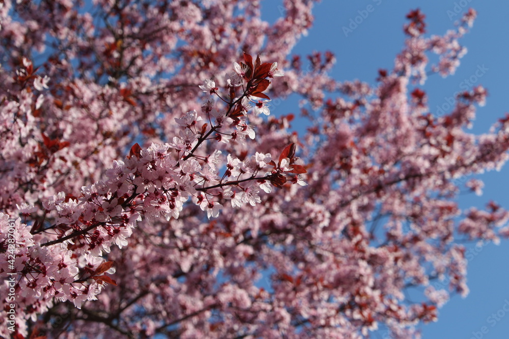 almond blossom in spring almond blossom in spring