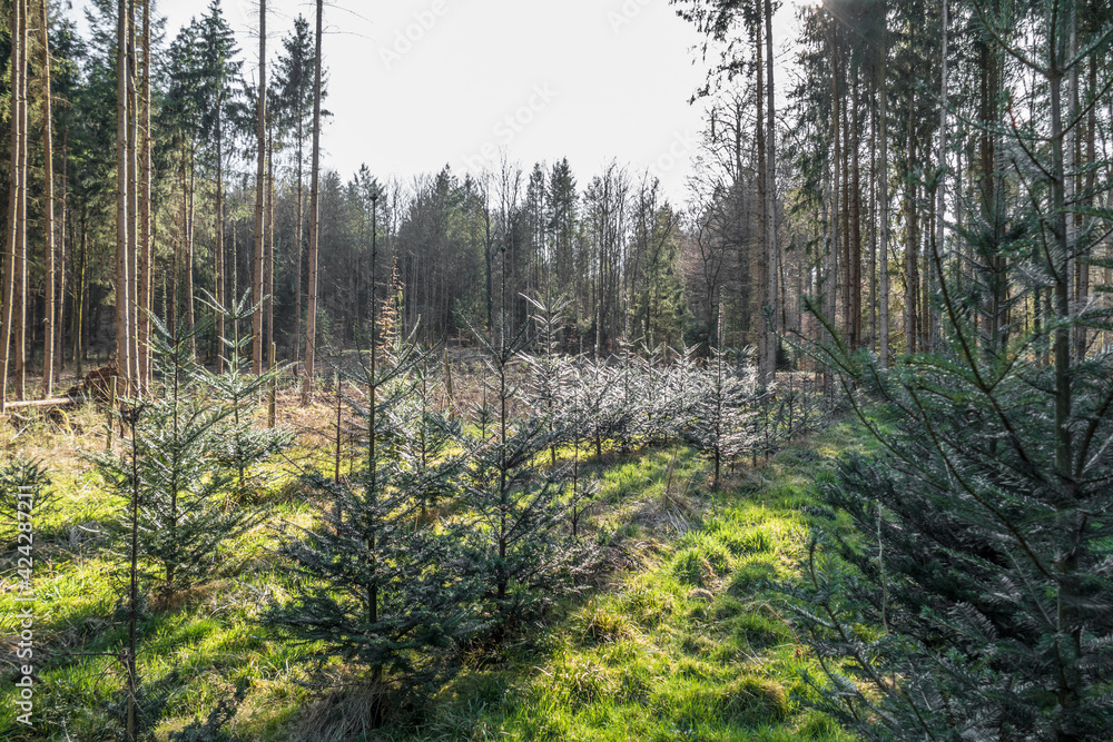 Fototapeta premium Wiederaufforstung mit Jungbäumen im Nadelwald
