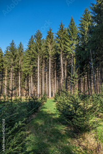 Wiederaufforstung mit Jungbäumen im Nadelwald