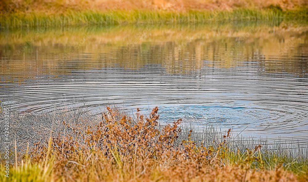 reeds in the water