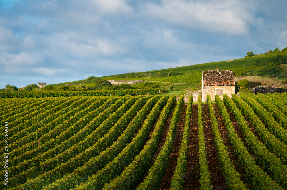 Cabotte dans les vignes du Clos des Avaux, Beaune, en Bourgogne