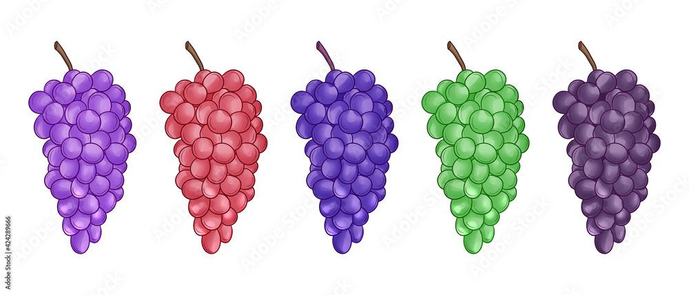 set of hand drawn grape set of hand drawn grape