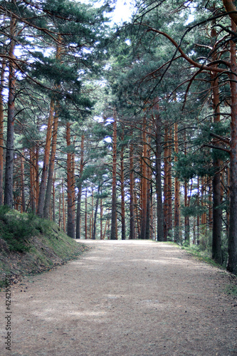 Dirt road between a forest of wild pines  photo