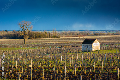 Cabotte Les Genevrières dans les vignes de Meursault, en Bourgogne photo