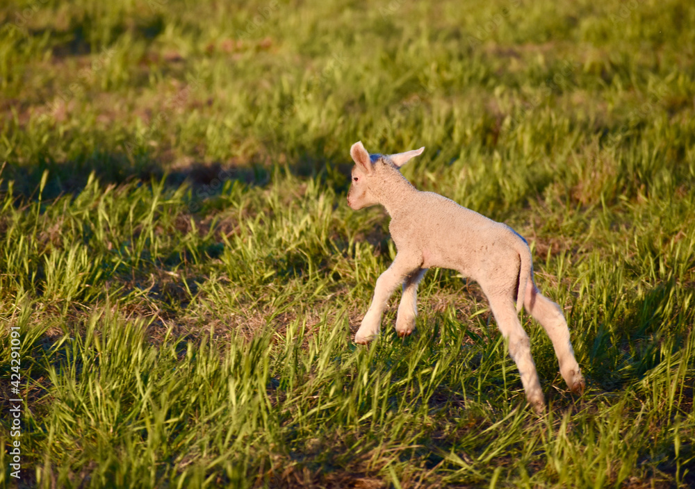 Fototapeta premium Happy and very cute baby lamp leaping in pasture 