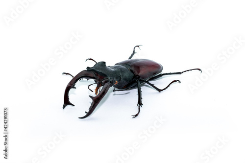Studio photography of the European stag beetle. Stag beetle isolated on the white background.