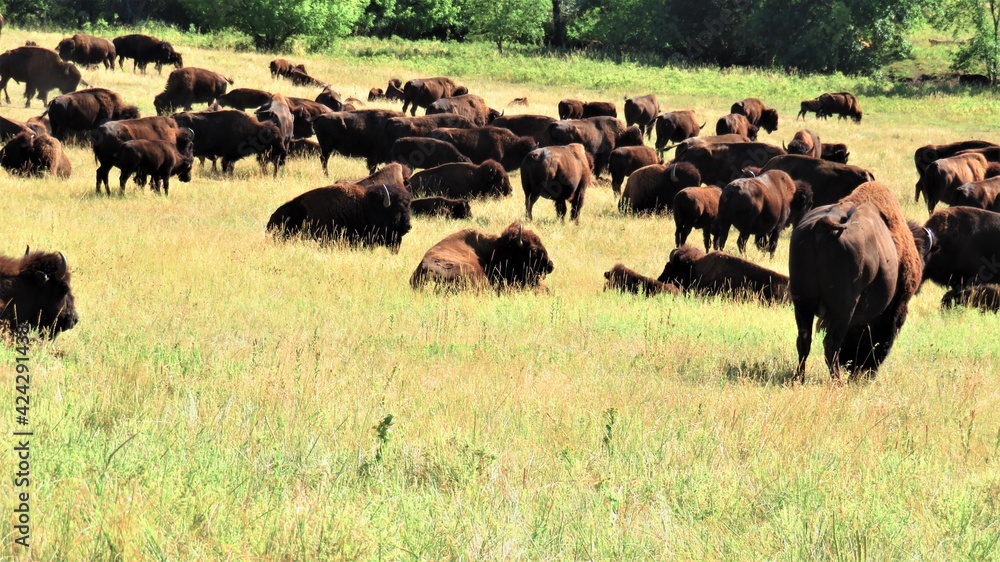 Buffalo of Custer Park South Dakota