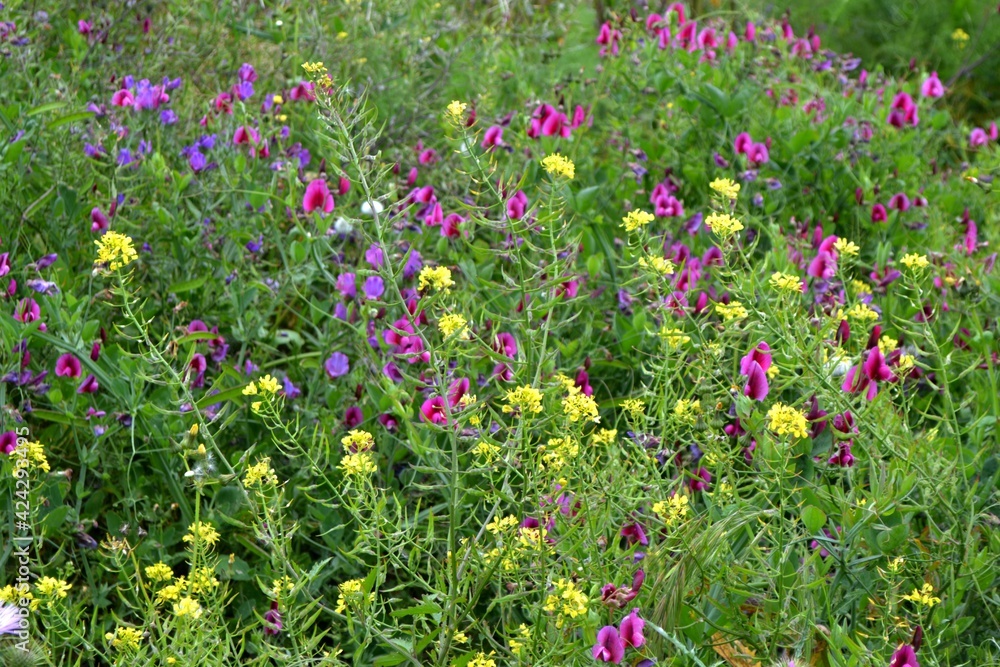 Some flowers of different colors in the nature Some flowers of different colors in the nature