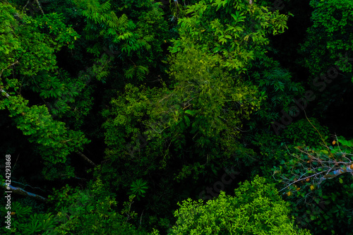 Aerial view of tree canopy, looking in the depths of a tropical forest through the tree crowns