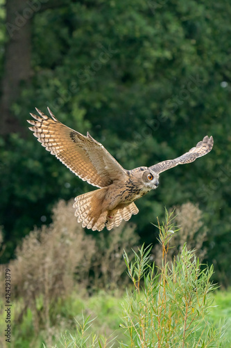 A Eurasian Eagle Owl or Eagle Owl. Flies into the forest with spread wings and open mouth. Looking for food in the grass. With orange eyes. In front view