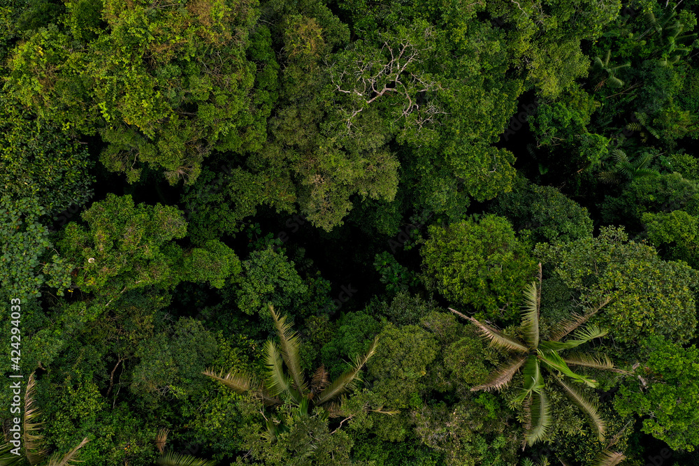 Aerial top view of tropical forest canopy from a small distance separating the many different tree species including palm trees