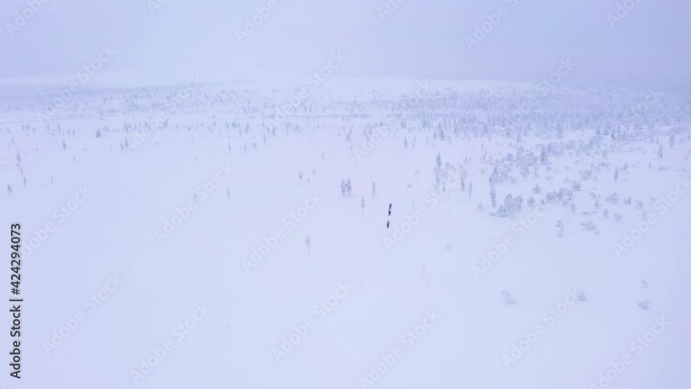 Aerial drone view of a herd of dogs pulling sled in a winter forest. Riding husky sledge in Lapland Aerial drone view of a herd of dogs pulling sled in a winter forest. Riding husky sledge in Lapland