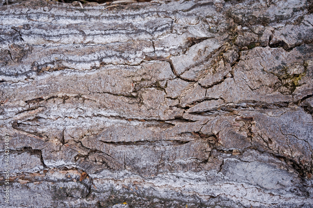 The trunk of an ancient, antique wood with a time-cracked gray bark The trunk of an ancient, antique wood with a time-cracked gray bark