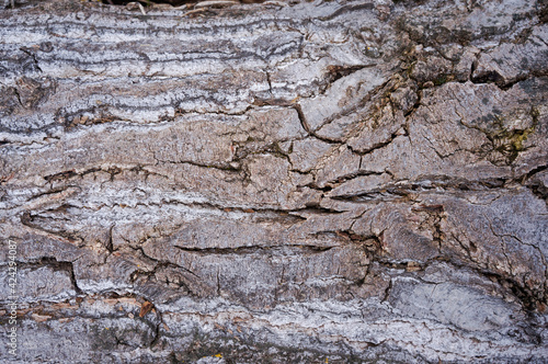 The trunk of an ancient, antique wood with a time-cracked gray bark 