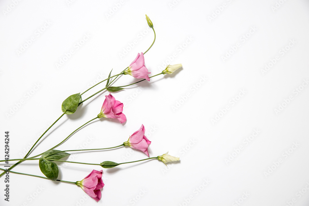 Pink eustoma flowers on white. Empty space Pink eustoma flowers on white. Empty space