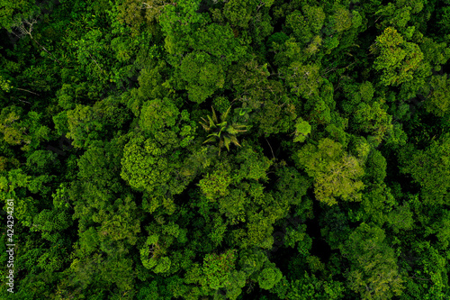 Canvas Print Aerial top view, wide shot of a tropical forest canopy with many different tree