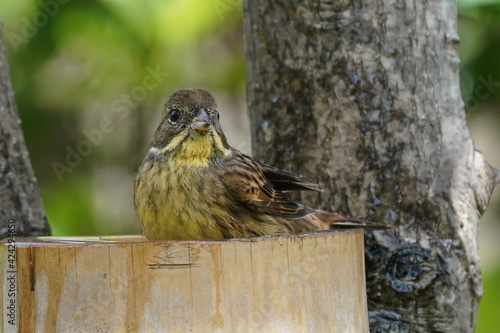 black faced bunting is bathing